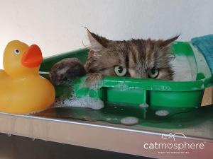 Katze im Bad